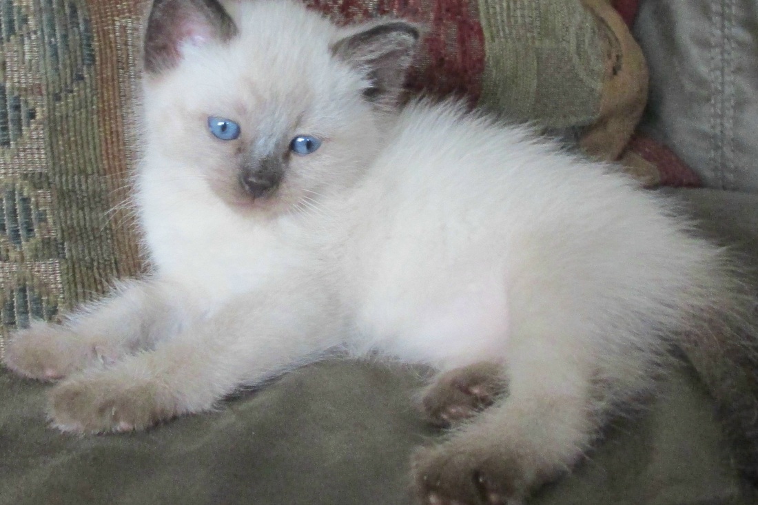 balinese cat for sale